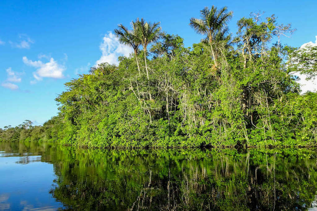 Amazonas Ecuador: Eine Tour in den Regenwald Ecuadors!