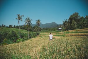 Bali backpacking in the rice terraces in the north
