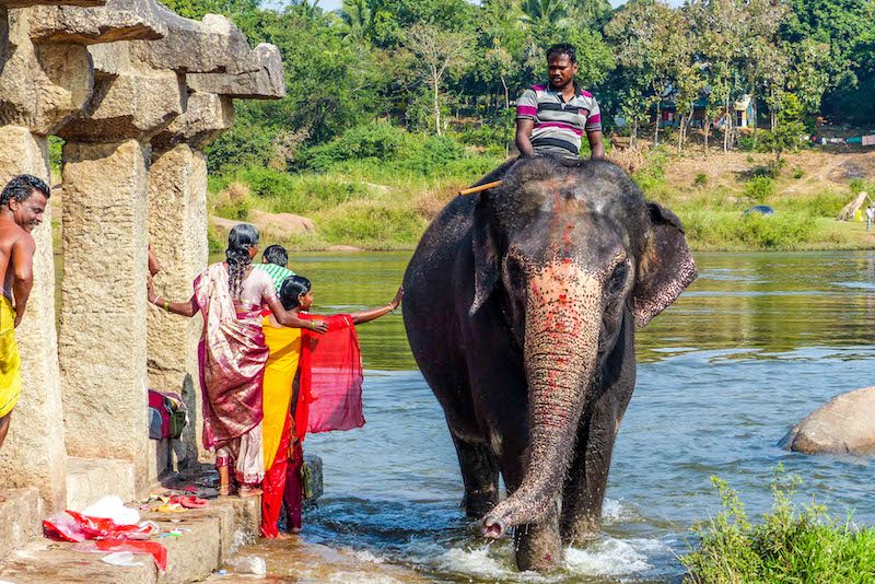 Elephant in river in Hampi while backpacking India