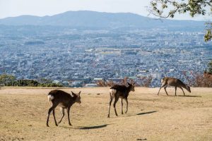 Hirsche auf Aussichtspunkt in Nara